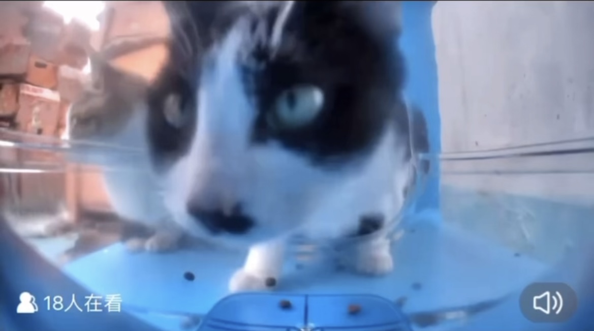 猫ハウスのカメラに近づく猫