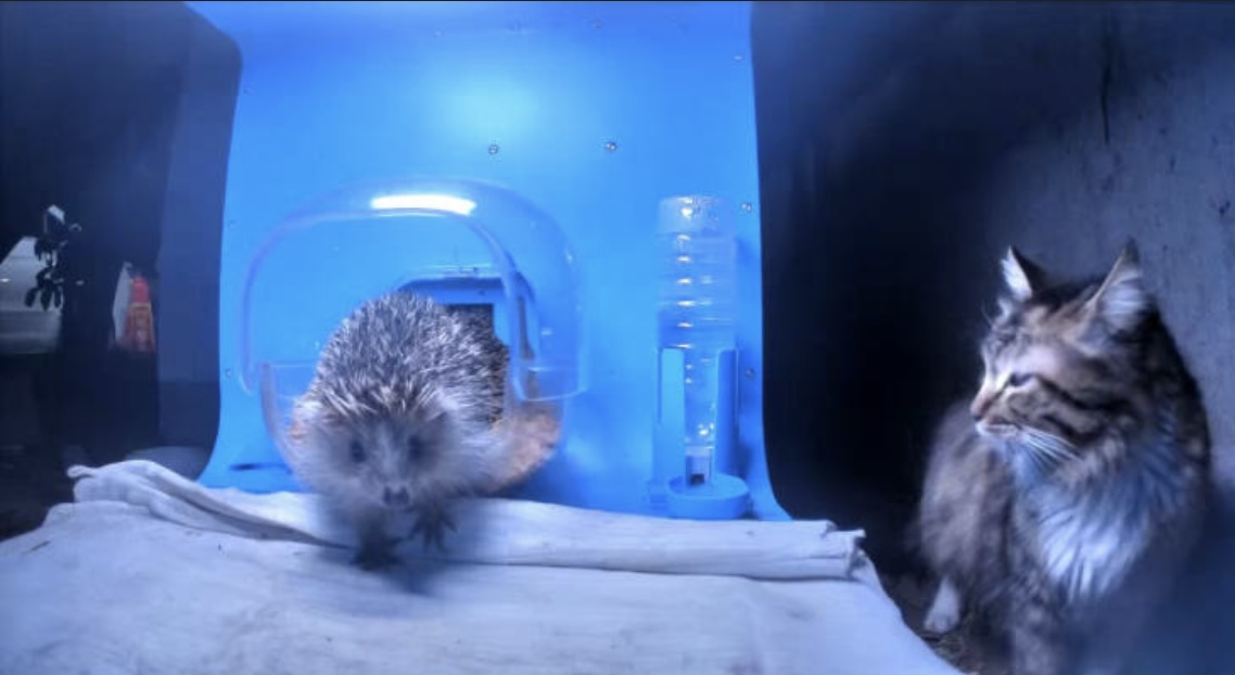 猫ハウスに集まる猫たち
