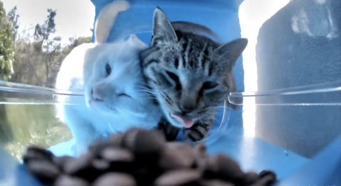 猫ハウスの中でくつろぐ猫